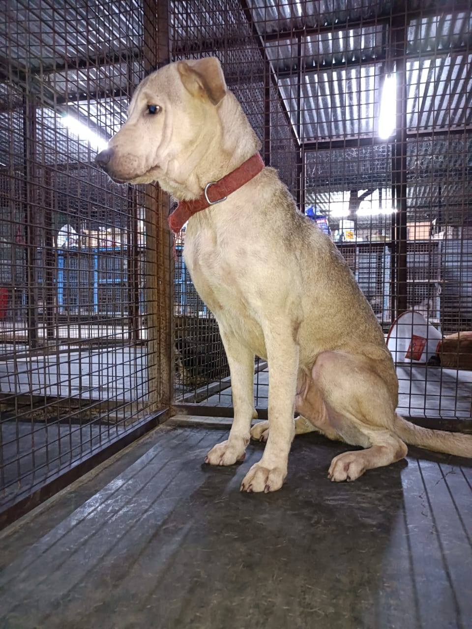 Salvatore Bailey Vinode